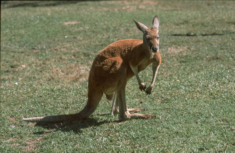 aus0166