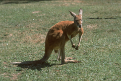 aus0166