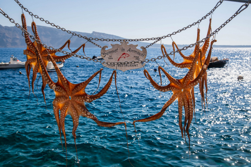Tintenfisch am Meer