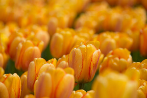 Gelbe Tulpen