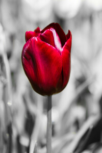Rote Tulpe - Colorkey
